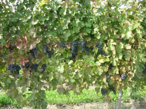 wagner-grapes.jpg