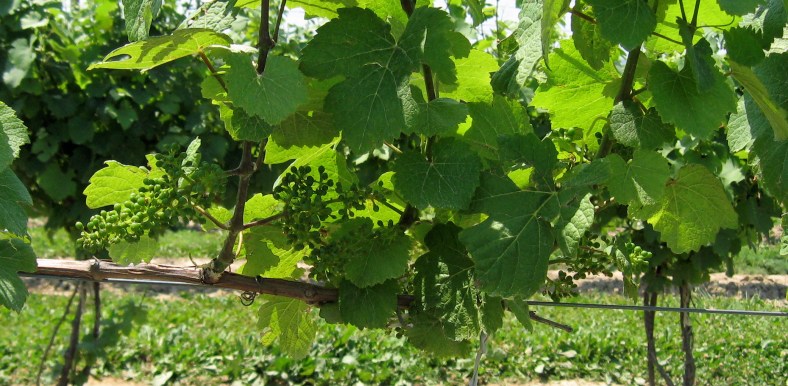 Finger Lakes Riesling