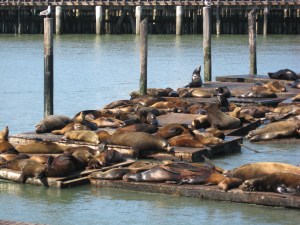 Sea Lions at Pier 39