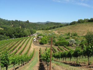 Vineyards at Benziger Family Winery