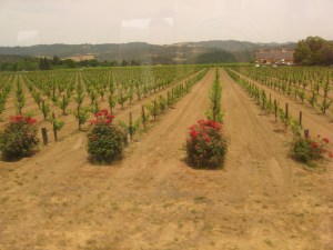 Rose Bushes In The Vineyards