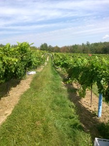 Rows of Cabernet Sauvignon in the Ripepi Vineyard