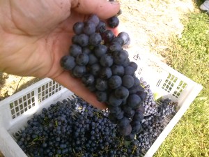Cabernet Sauvignon grapes
