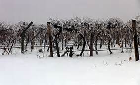 Winter in The Vineyard