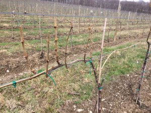 Spur and Kane pruning on same vine @ Briar Valley Vineyards 