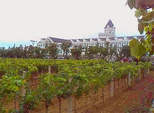 Chateau Changyu, Beiyujia Vineyards, Shandong, China