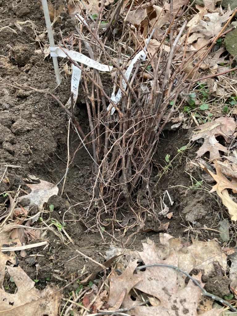 How To Propagate Grapevines From Cuttings | wpawinepirate